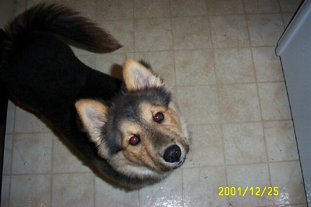 Emily and King dry-mop the kitchen